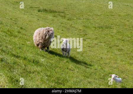 Agneaux et un Ewe dans la campagne du Sussex Banque D'Images