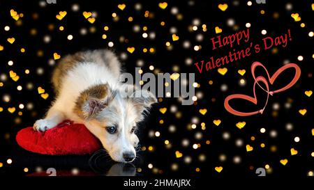 Un chiot mignon repose sur un oreiller rouge sur un fond noir avec bokeh et Félicitations. Focus sélectif, concept de jour de Saint-Valentin Banque D'Images