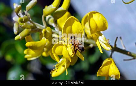 Fleurs de necklacepode jaunes (Sophora tomentosa) et abeille, Rio de Janeiro Banque D'Images