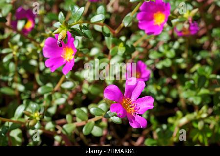 Roses de mousse (Portulaca grandiflora) Banque D'Images