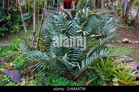 Usine de carton (Zamia furfuracea) sur le jardin Banque D'Images