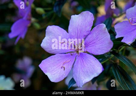 Fleurs de princesse Silverleafed (Tibouchina mutabilis) Banque D'Images