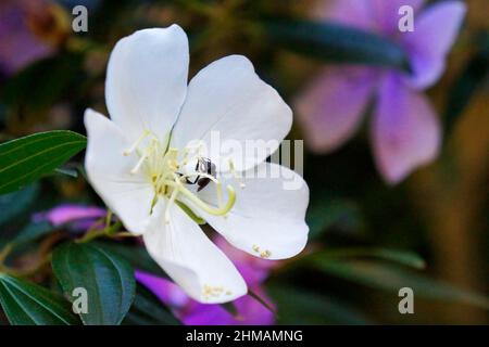 Fleurs de princesse Silverleafed (Tibouchina mutabilis) Banque D'Images