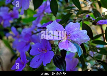 Fleurs de princesse Silverleafed (Tibouchina mutabilis) Banque D'Images