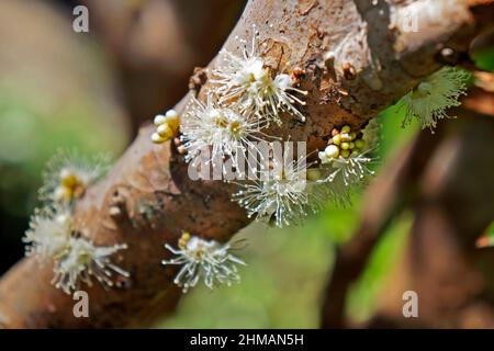 Fleurs de vigne brésiliennes, (Plinia cauliflora) Banque D'Images