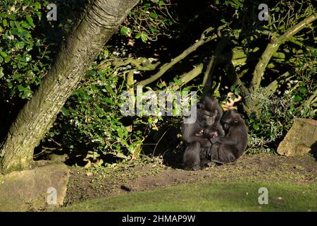 Famille de Celebes macaque à crête noire qui s'embrasse avec un petit bébé Banque D'Images