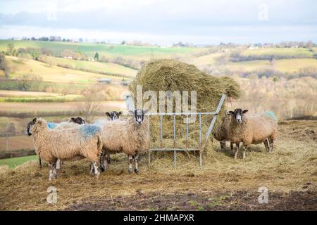 Moutons d'hiver se nourrissant de balles de foin dans un cadre rural, en campagne anglaise. Banque D'Images