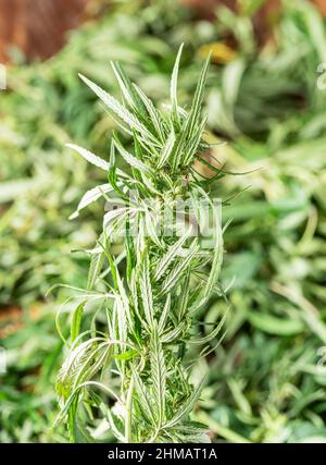 Raceme haut de la plante de cannabis gros plan et de fond de la nature. Banque D'Images