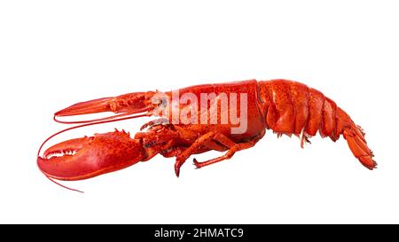 Homard de l'Atlantique cuit sur fond blanc. Banque D'Images