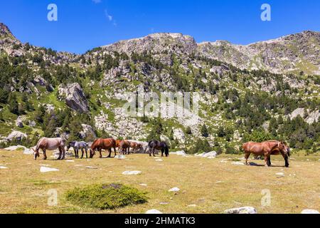 Paysage d'été à la Cerdanya, montagne des Pyrénées avec chevaux de montagne, Catalogne, Espagne. Banque D'Images