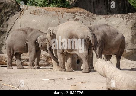 Un gros éléphant dans le zoo Banque D'Images