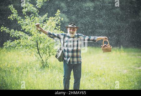Pluie de champignons. Homme âgé collectant des champignons dans la forêt pluvieuse. Banque D'Images