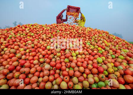 Les agriculteurs trient et embalent des tomates rouges fraîches brutes pour la vente. Banque D'Images