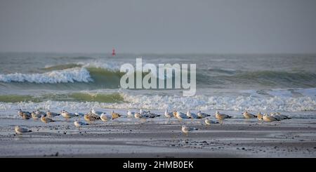 Baie de somme, goélands et mouettes au bord de Leau, vigues et nuages dans le chenal. Nature photo. Banque D'Images