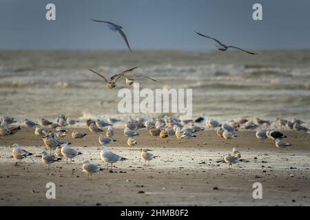 Baie de somme, goélands et mouettes au bord de Leau, vigues et nuages dans le chenal. Nature photo. Banque D'Images