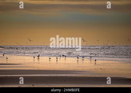 Baie de somme, goélands et mouettes au bord de Leau, vigues et nuages dans le chenal. Nature photo. Banque D'Images