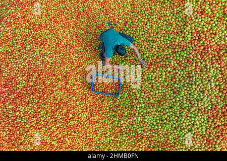 Les agriculteurs trient et embalent des tomates rouges fraîches brutes pour la vente. Banque D'Images
