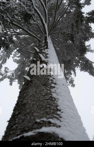 Photo verticale d'un arbre recouvert de neige en hiver Banque D'Images