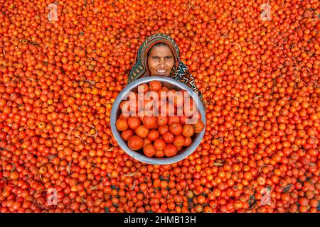 Les agriculteurs trient et embalent des tomates rouges fraîches brutes pour la vente. Banque D'Images