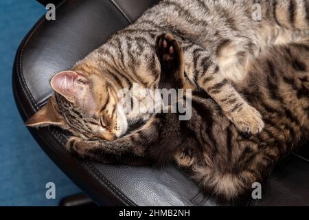 Deux chatons dormant ensemble sur une chaise de bureau Banque D'Images