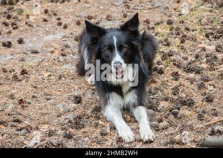 La jeune frontière collie se trouve sur le sol recouvert de nombreux cônes de pin. Banque D'Images