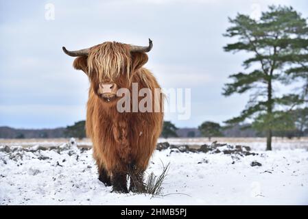 Highland Cow dans la neige Banque D'Images