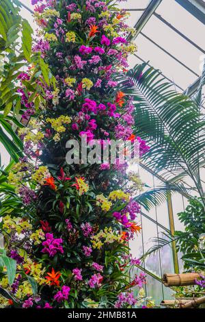 Londres UK 08.février 2022 Kew Gardens Orchid donner vie à l'incroyable biodiversité de l'Amérique centrale par la culture et les couleurs d'un pays qui abrite 6% de la flore et de la faune du monde. Le Costa Rica est un modèle pour la conservation de la biodiversité, il a récemment reçu le prix inaugural de protection et de restauration de la nature Earthshot et un habitat majeur d'orchidées.Paul Quezada-Neiman/Alamy Live News Banque D'Images