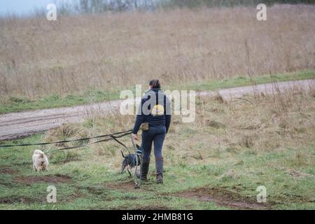 femme professionnelle chien marcheur avec trois races différentes de chiens sur les pistes en campagne d'hiver Banque D'Images