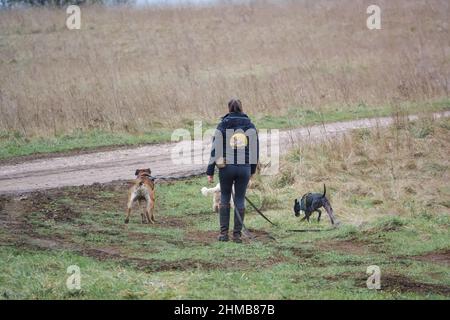 femme professionnelle chien marcheur avec trois races différentes de chiens sur les pistes en campagne d'hiver Banque D'Images