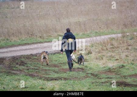 femme professionnelle chien marcheur avec trois races différentes de chiens sur les pistes en campagne d'hiver Banque D'Images