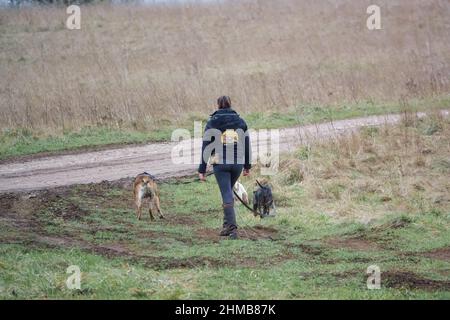 femme professionnelle chien marcheur avec trois races différentes de chiens sur les pistes en campagne d'hiver Banque D'Images