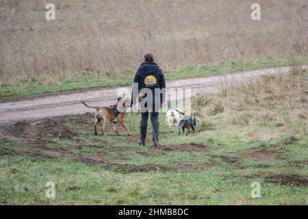 femme professionnelle chien marcheur avec trois races différentes de chiens sur les pistes en campagne d'hiver Banque D'Images