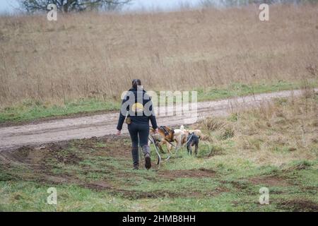 femme professionnelle chien marcheur avec trois races différentes de chiens sur les pistes en campagne d'hiver Banque D'Images