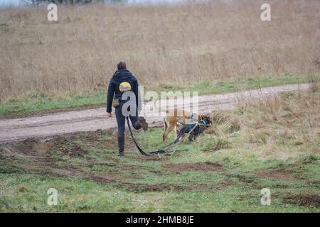 femme professionnelle chien marcheur avec trois races différentes de chiens sur les pistes en campagne d'hiver Banque D'Images