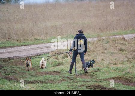 femme professionnelle chien marcheur avec trois races différentes de chiens sur les pistes en campagne d'hiver Banque D'Images