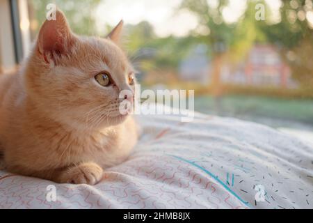 Un joli chaton au gingembre doux repose sur le rebord de la fenêtre et regarde dans la distance Banque D'Images