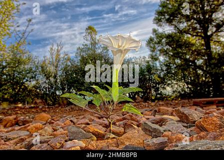 Fleur du stramonium Datura, également connu sous le nom de Jimson Weed, Diable Snare, et Pomme épineuse. C'est une mauvaise herbe toxique envahissante d'Amérique centrale qui a des Banque D'Images