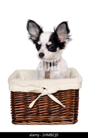 Le chien Chihuahua est assis dans un panier. Isolé sur un fond blanc. Banque D'Images