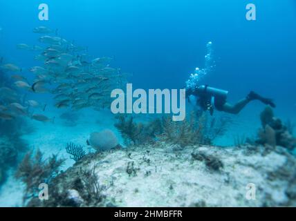 plongée sous-marine autour du récif de corail Banque D'Images