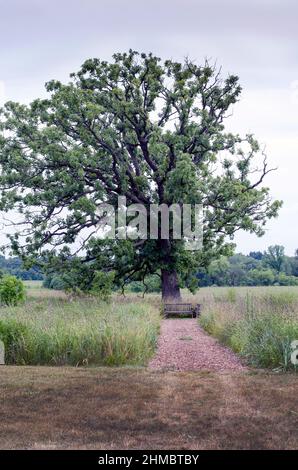 Un banc de bois semble éclipsé par un très grand vieux arbre trouvé au bout de la route de gravier Banque D'Images