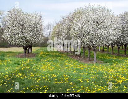 De beaux arbres de pêche sont couverts de fleurs dans ce verger de fruits du Michigan USA au début du printemps Banque D'Images