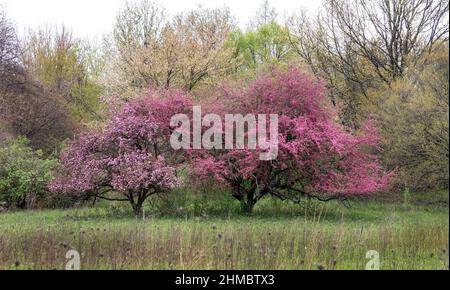 Les arbres fleuris créent une véritable explosion de couleurs dans cette belle prairie pittoresque du Michigan aux États-Unis. La cerise et la pomme de crabe en fleurs sont des arbres très pruneux dans le sprin Banque D'Images