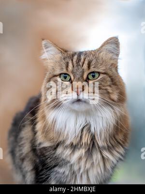 Portrait d'un chat calico coloré sur un fond de couleur studio Banque D'Images