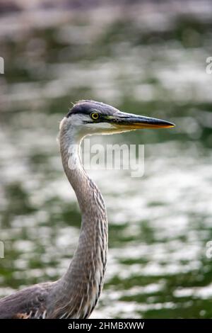 Un grand héron bleu à Québec, Canada Banque D'Images
