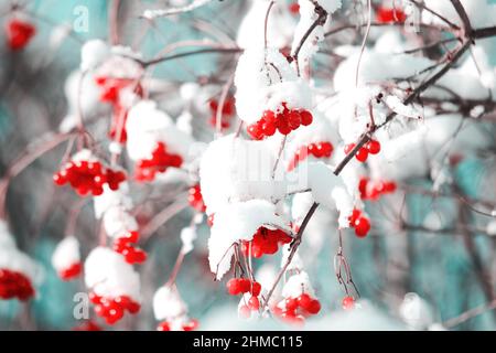 Des grappes délicates de baies de viburnum sont accrochées sur les branches d'un arbre recouvert de neige. Nourriture d'hiver pour les oiseaux Banque D'Images