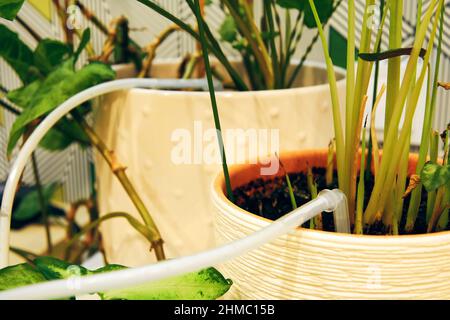 Système d'irrigation goutte à goutte automatique pour les plantes d'intérieur pendant les vacances. Plantes et fleurs maison et système d'auto-arrosage Banque D'Images