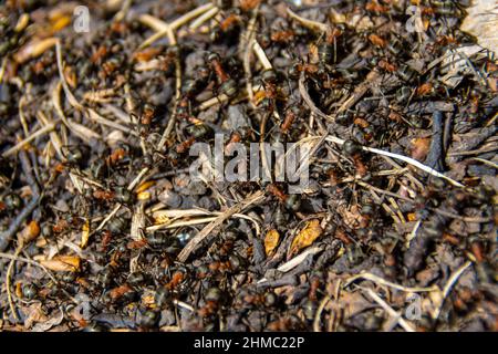 la surface d'une forêt anthill sur laquelle de nombreux travailleurs fourmis courent, foyer sélectif Banque D'Images