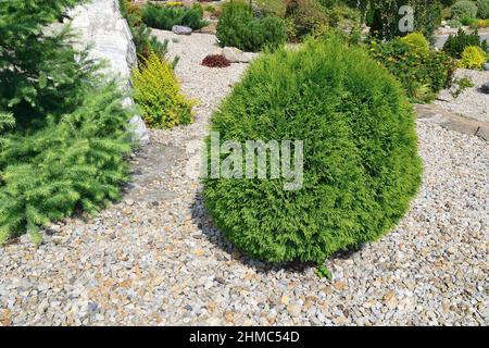 Thuja occidentalis 'danica', arborvitae de l'est - conifères ververts sphériques nains dans un jardin de conifères rocheux. Belle plante ornementale de conifères Banque D'Images