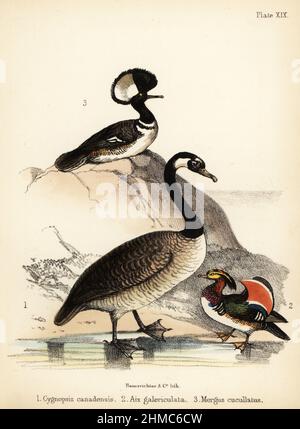 Bernache du Canada, Branta canadensis 1, canard mandarin, Aix galericulata 2, merganser à capuchon, Lophodytes cucullatus 3. Lithographie colorée à la main par Bauerrichter de l’histoire populaire des oiseaux d’Adam White, Lowell Reeve, Covent Garden, Londres, 1855. Banque D'Images