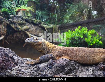 Vue rapprochée d'un dragon brun de Komodo assis sur une bûche au soleil entourée d'arbres tropicaux verts, de plantes et de végétation. Banque D'Images